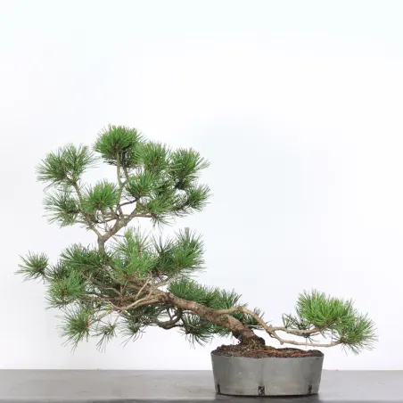 image supplémentaire - PREBONSAI "PINUS MUGO" 3-16