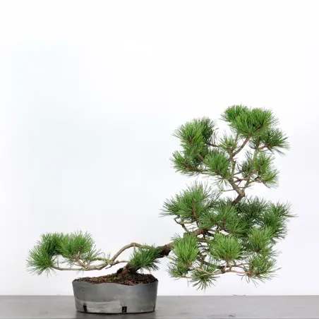PREBONSAI "PINUS MUGO" 3-16