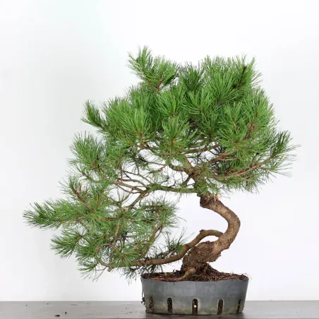 PREBONSAI "PINUS MUGO" 4-8