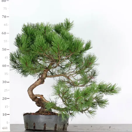 image supplémentaire - PREBONSAI "PINUS MUGO" 4-8