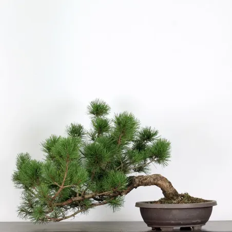 Mugo Bonsai Pine PM-5-2