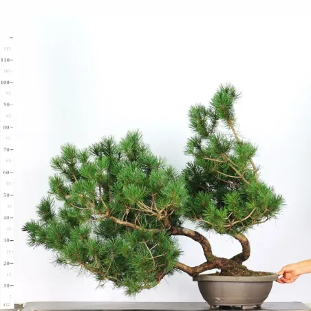 image supplémentaire - PREBONSAI "PINUS MUGO" 5-3