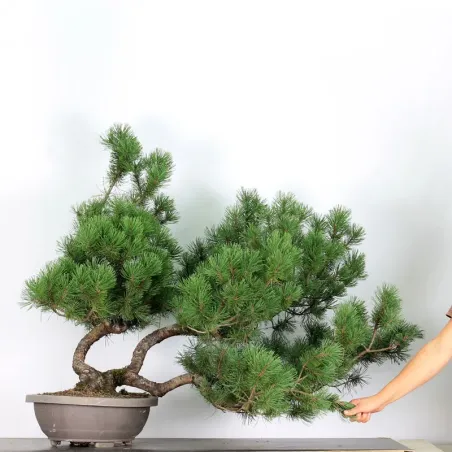 Mugo Bonsai Pine PM-5-3