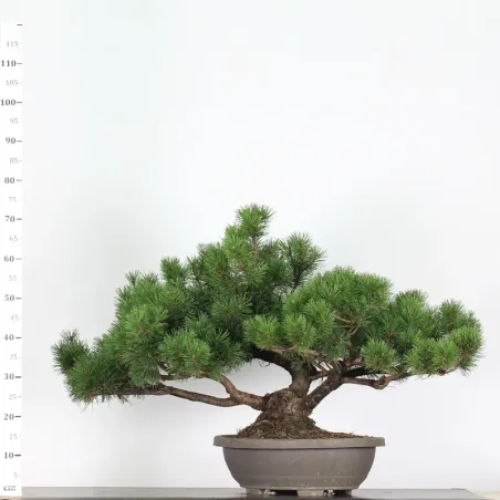 PREBONSAI PIN "PINUS MUGO" 5-12