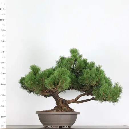 image supplémentaire - PREBONSAI PIN "PINUS MUGO"...