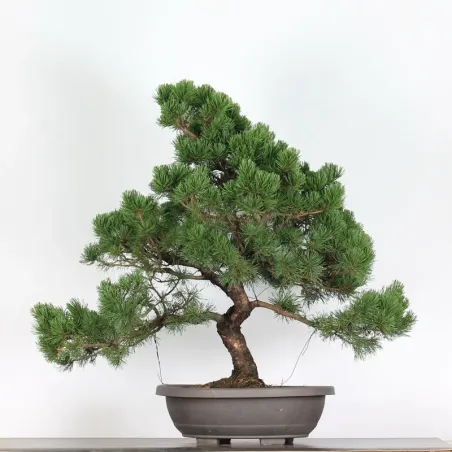 PREBONSAI "PINUS MUGO" 5-13