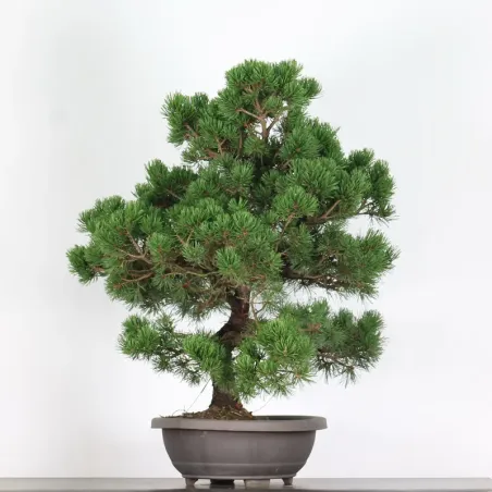 image supplémentaire - PREBONSAI "PINUS MUGO" 5-13