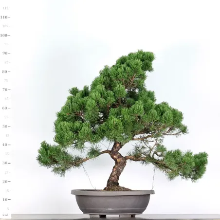 image supplémentaire - PREBONSAI PINUS MUGO 5-13