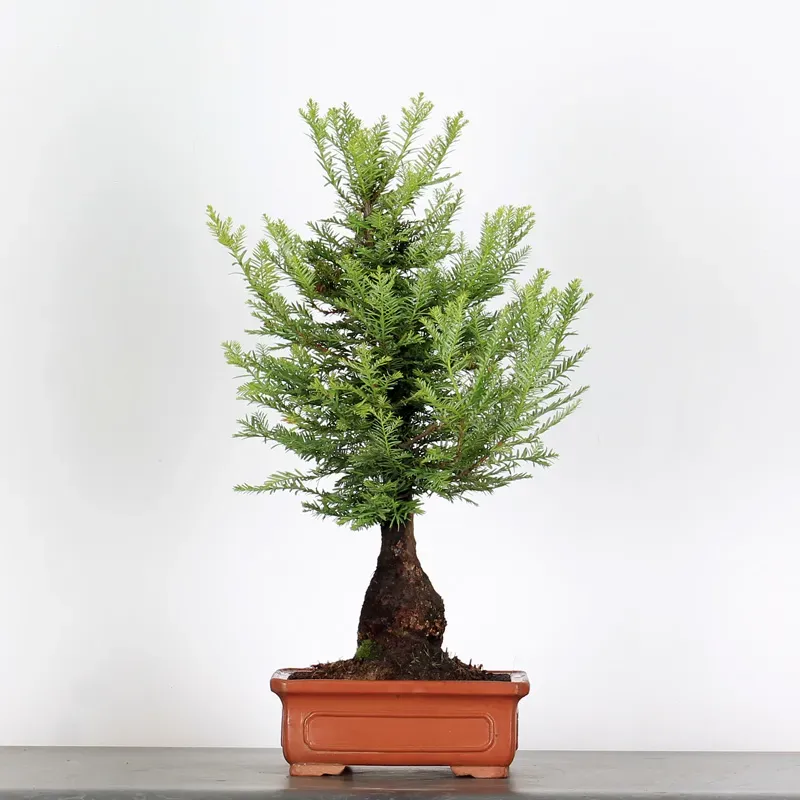 SEQUOIA "SEMPERVIRENS" 1-1