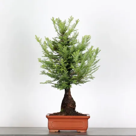 SEQUOIA "SEMPERVIRENS" 1-1