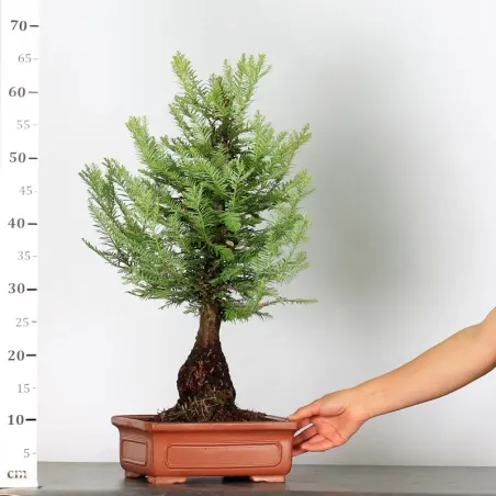 image supplémentaire - SEQUOIA "SEMPERVIRENS" 1-1