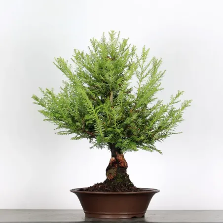 Sequoia Sempervirens Bonsai