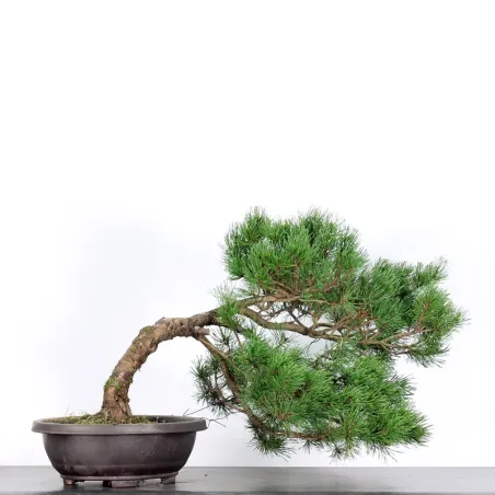 image supplémentaire - PREBONSAI PINUS MUGO 3-9