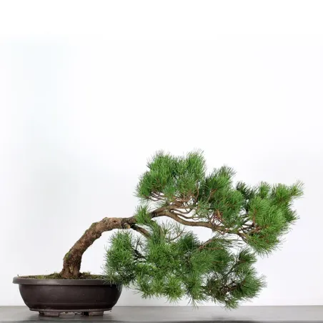 Mugo Bonsai Pine PM-3-9