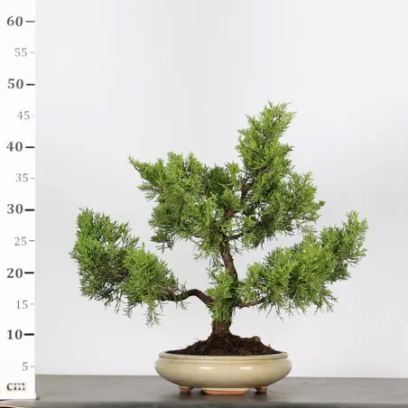 image supplémentaire - JUNIPER "JUNIPERUS...
