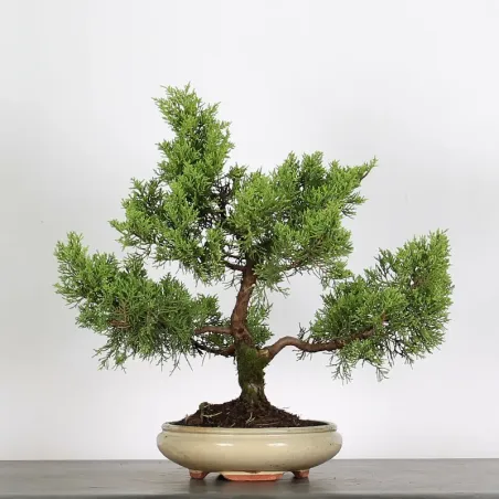 Bonsai Chinese Juniper