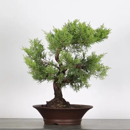 image supplémentaire - GENÉVRIER "JUNIPERUS...