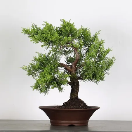 Bonsai Genévrier de Chine