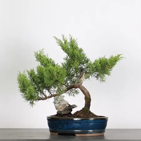 Bonsai Chinese Juniper