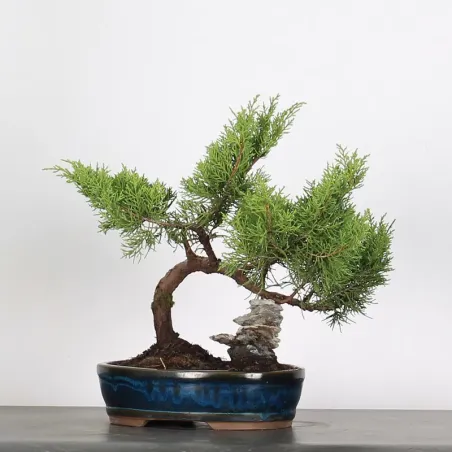 image supplémentaire - GENÉVRIER "JUNIPERUS...