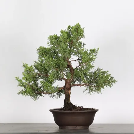 Bonsai Genévrier de Chine