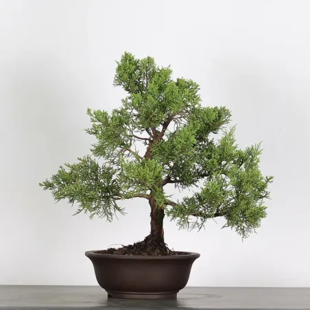 image supplémentaire - GENÉVRIER "JUNIPERUS...