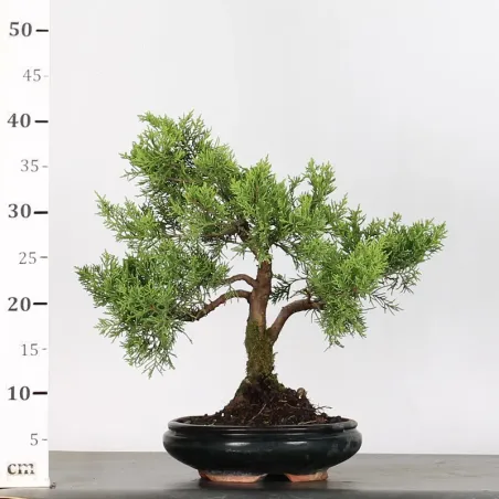 image supplémentaire - GENÉVRIER "JUNIPERUS...