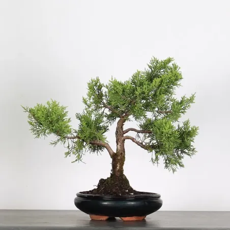 JUNIPER "JUNIPERUS ITOIGAWA" 1-6