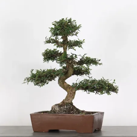 image supplémentaire - ORME DE CHINE "Ulmus...