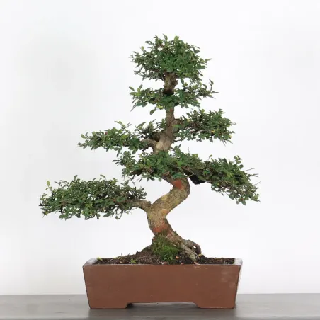 Bonsai Chinese Elm OR-2-1