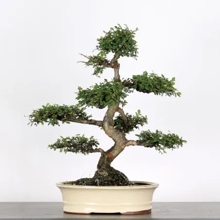image supplémentaire - CHINESE ELM "Ulmus...