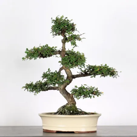 Bonsai Chinese Elm OR-2-2