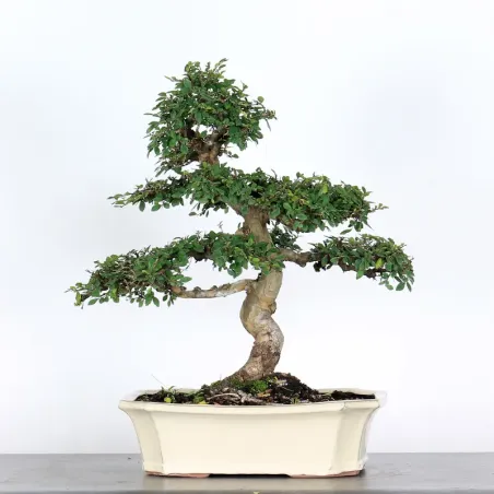 Bonsai Chinese Elm OR-2-3