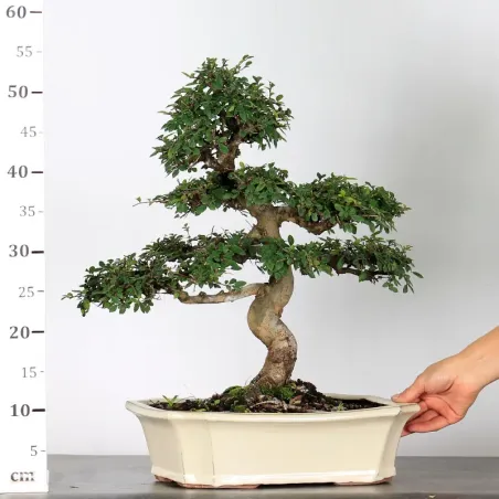 image supplémentaire - ORME DE CHINE "Ulmus...