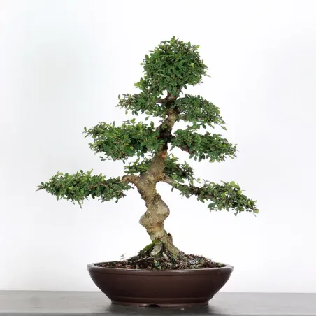 Bonsai Chinese Elm OR-2-5
