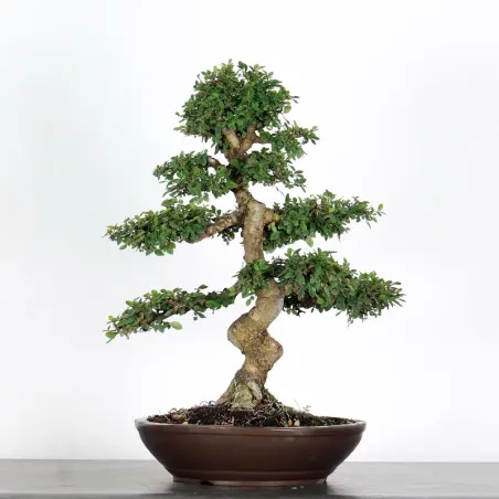 image supplémentaire - ORME DE CHINE "Ulmus...
