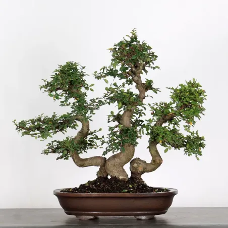 image supplémentaire - CHINESE ELM FOREST "Ulmus...