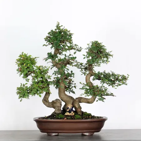 Bonsai Chinese Elm OR-2-8