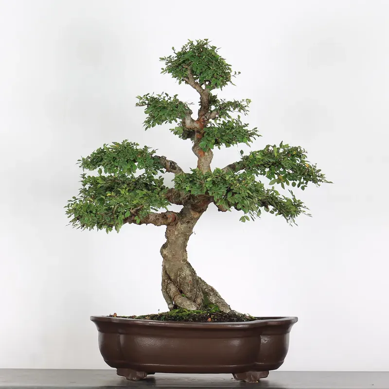 image supplémentaire - ORME DE CHINE "Ulmus...
