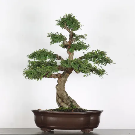 image supplémentaire - ORME DE CHINE "Ulmus...
