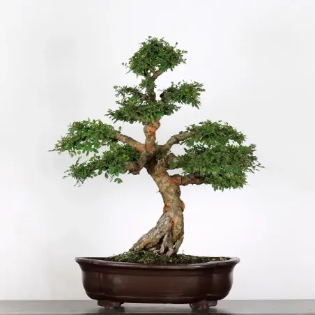 Bonsai Orme de Chine OR-2-11