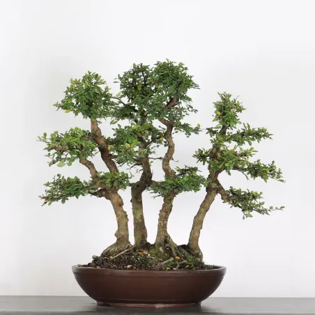 Bonsai Orme de Chine OR-3-4