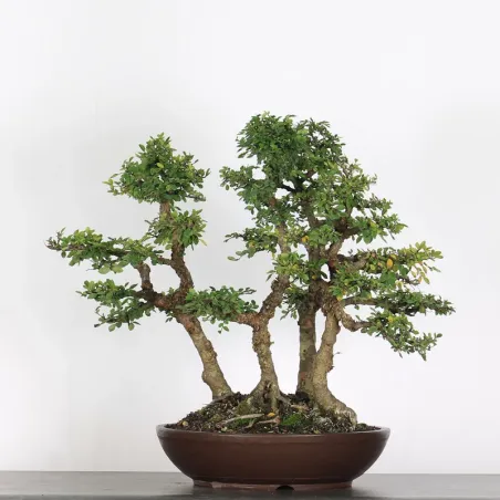 image supplémentaire - CHINESE ELM "Ulmus...
