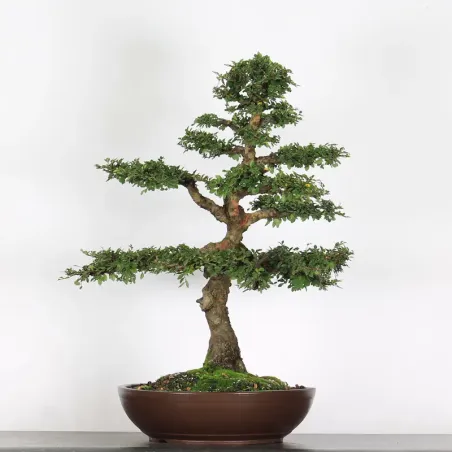 Bonsai Orme de Chine OR-3-5