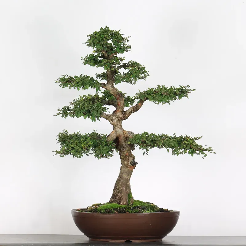 image supplémentaire - ORME DE CHINE "Ulmus...