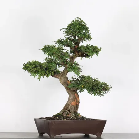 Bonsai Orme de Chine OR-3-7