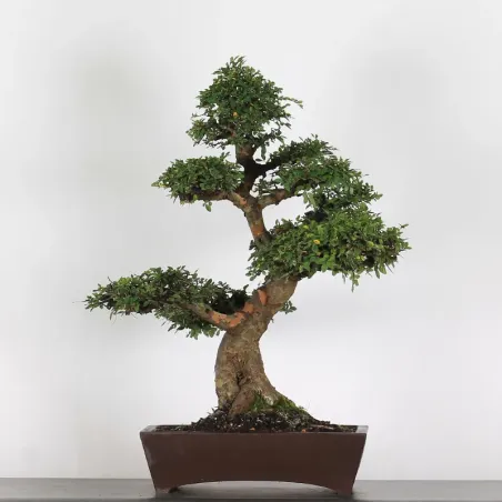 image supplémentaire - ORME DE CHINE "Ulmus...