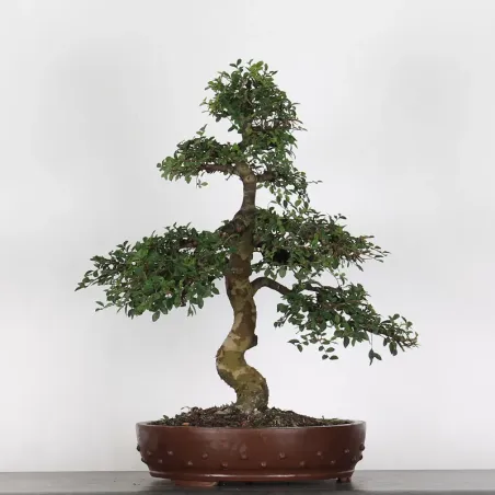 ORME DE CHINE "Ulmus parvifolia" 3-12