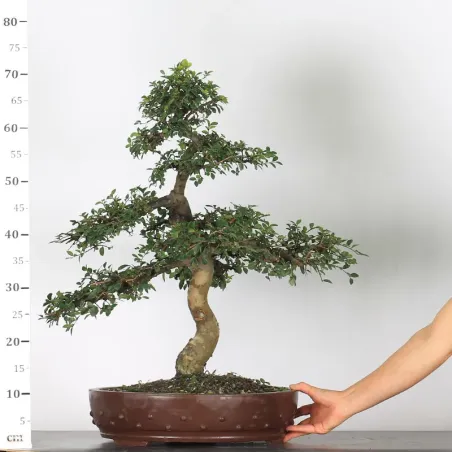 image supplémentaire - ORME DE CHINE "Ulmus...