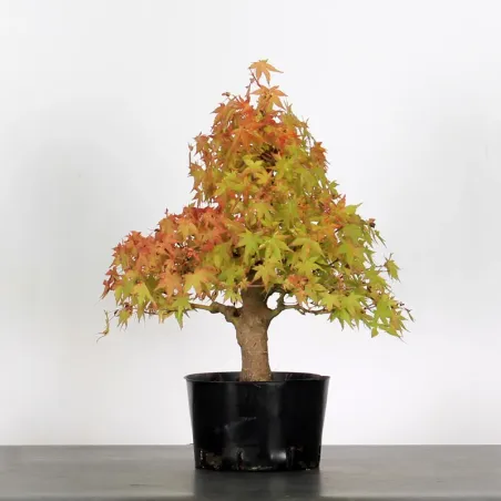 PREBONSAI ERABLE PALMATUM n°1
